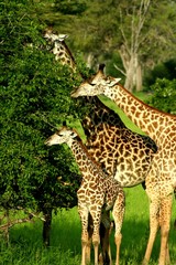 Zambia Giraffe