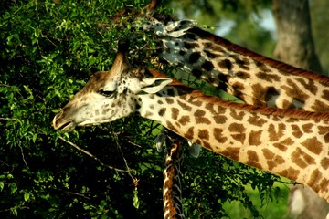 Zambia Giraffe