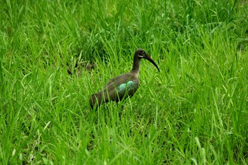 Naklejka premium Zambia Birds