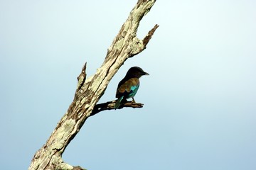 Zambia Birds
