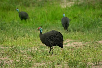 Zambia Birds