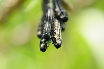 Kiefernbuschhornblattwespe