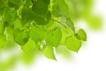 Obraz premium frame of birch leaves isolated