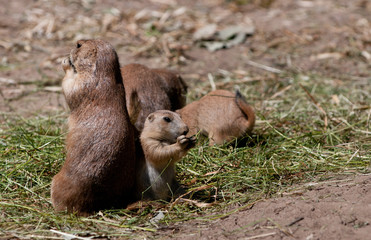 prairie dog