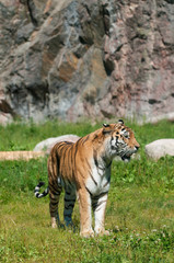 Fototapeta premium tiger