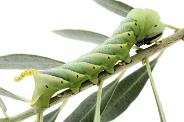 chenille sur branche d'olivier, fond blanc