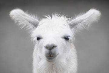 Obraz premium Lama