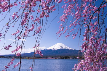 Mt.Fuji with cherry blossom