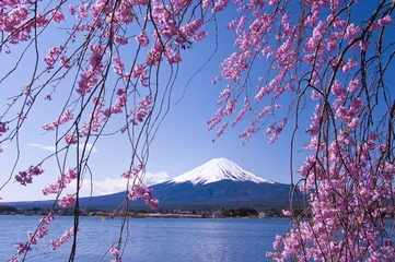 Wandcirkels tuinposter Mt.Fuji met kersenbloesem © toraya