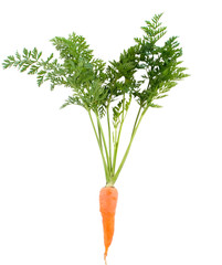 carrots with the leaves
