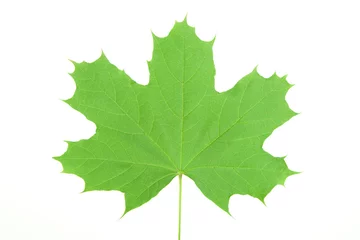 Fotobehang green maple leaf © caimacanul