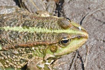 Frog in pond