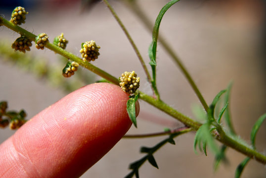 Finger zur Demonstration von Pollen in Ambrosiabl&uuml;ten