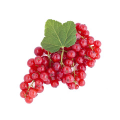 Fresh red currants