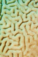 coral texture