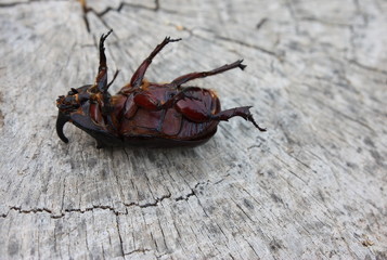 escarabajo rinoceronte