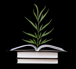 Tree seedling growing from an open book