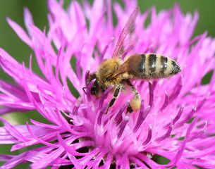 Abeille