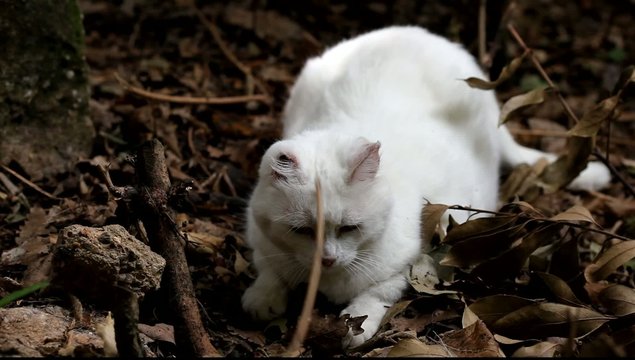 chat blanc
