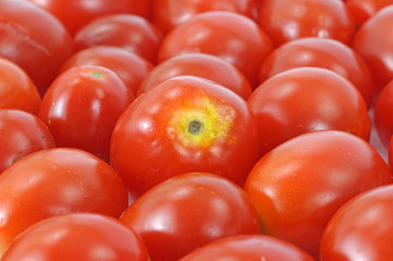 A layer of several small red tomatoes