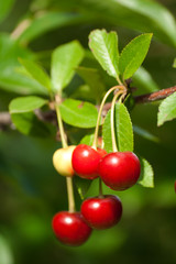 sour cherry