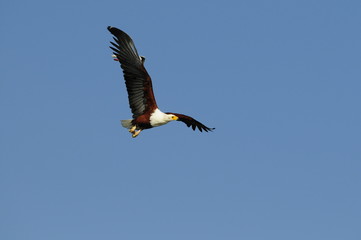 African Fish Eagle (Haliaeetus vocifer), lake Naivasha, Kenya