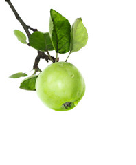 Branch with green apple over white. Shallow depth of field