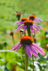 Close-up of bee going to collect pollen from echinacea flower