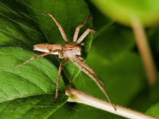 Nursery Spider