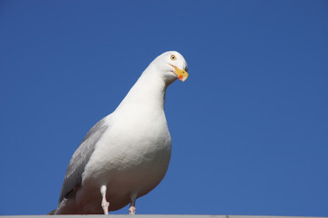 seagull,sea eagle