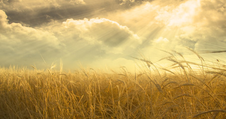 Field and Sky