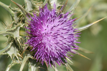 Sylibum mariano. Cardo mariano