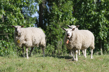 Sheep in the Dutch province of Zeeland in Holland