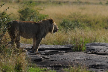 Lonely lion hunts in savanna