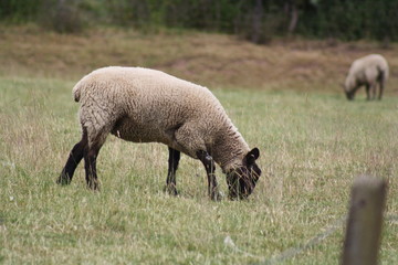 grazing sheep