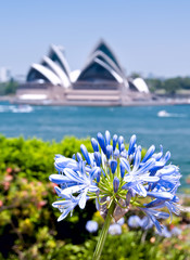 Sydney opera house and flower