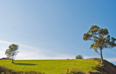 Verde Cielo