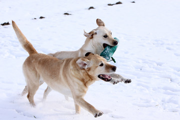 Zwei spielende Labrador Retriever im Schnee