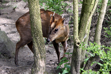 Chinesischer Muntjak