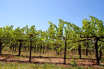Fototapeta na wymiar Napa Valley vineyard