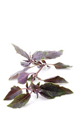 Purple basil