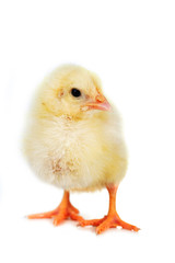 fluffy  chicken