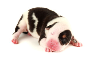 Close-up portrait of small, newborn puppy, studio shot
