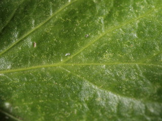 Hoja en el jardin del Alcazar de Segovia