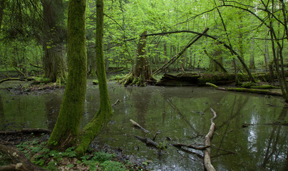 Springtime wet deciduous forest with standing water