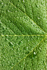 green leaf with raindrops