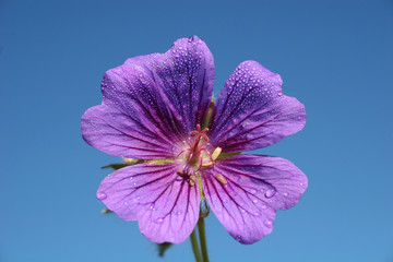 geranium flower