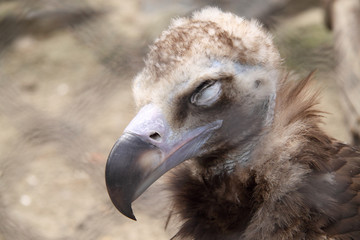vulture - a large bird in a zoo
