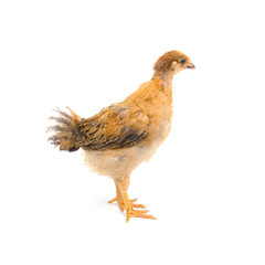 Brown young chicken