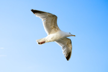 Fliegende Silbermöve